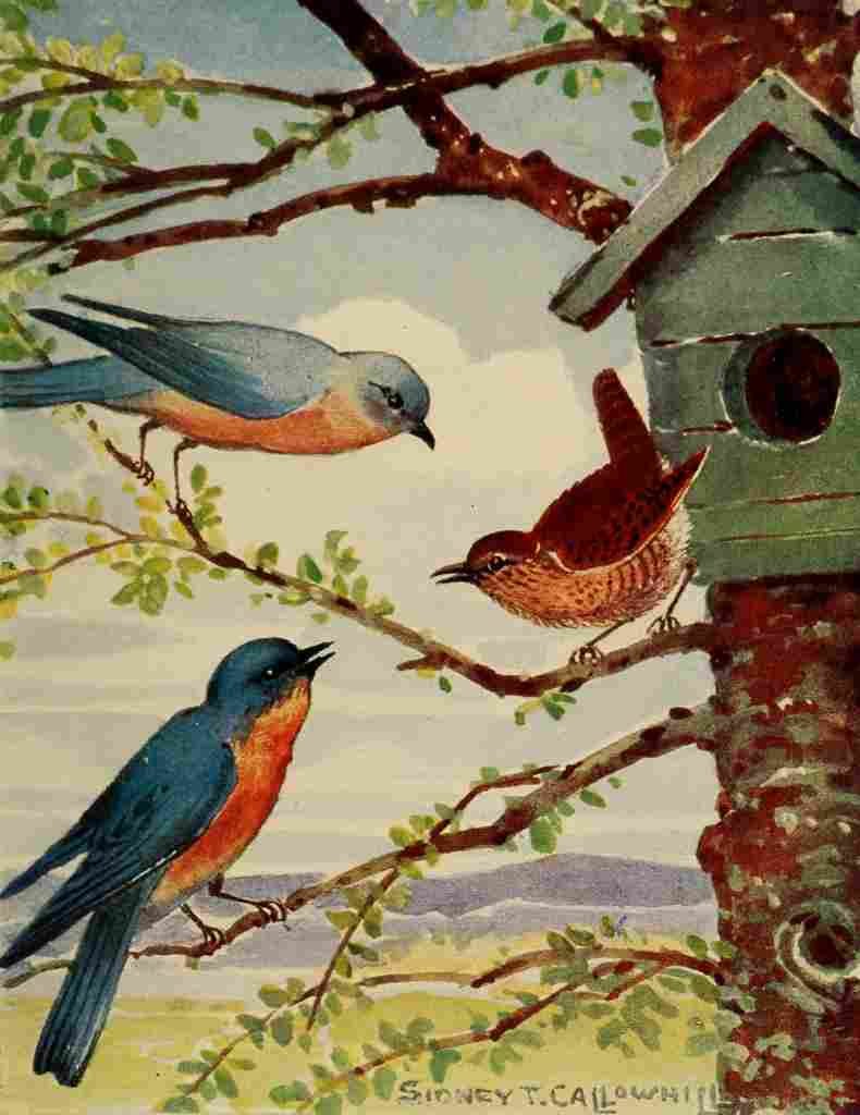 Callowhill ST 1867 1939 Chickadee dee 1916 Bluebird & Wren A4 Photo Print