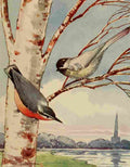 Callowhill ST 1867 1939 Chickadee dee 1916 Chickadee & Nuthatch A4 Photo Print