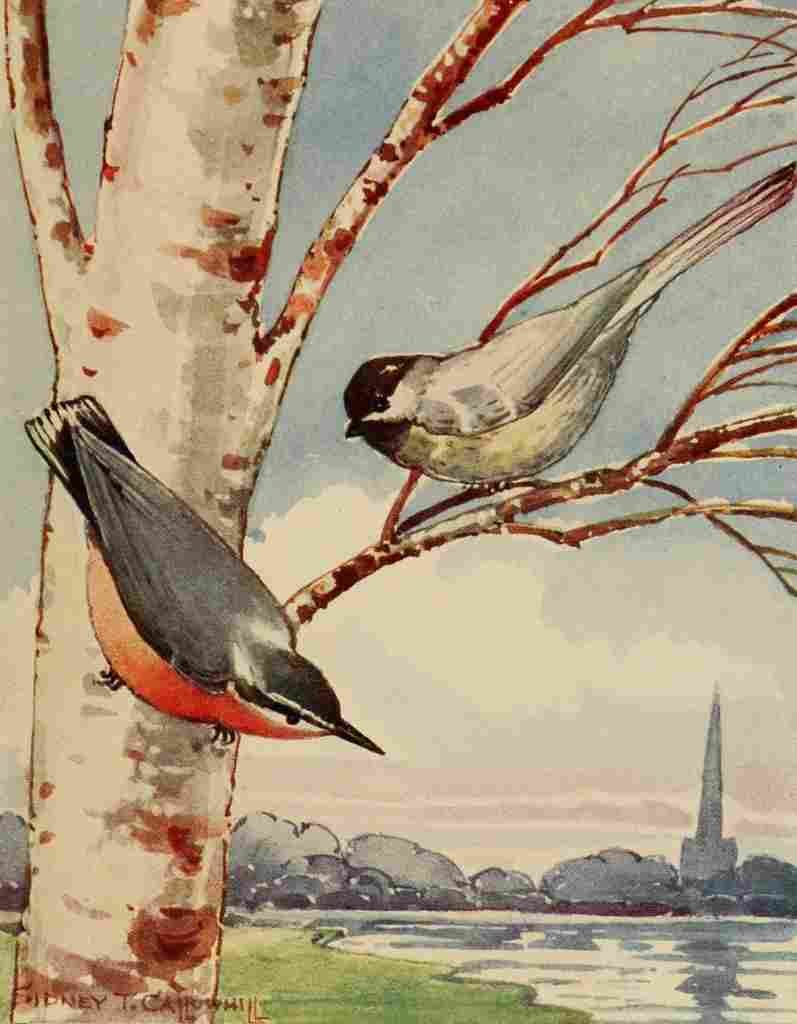 Callowhill ST 1867 1939 Chickadee dee 1916 Chickadee & Nuthatch A4 Photo Print
