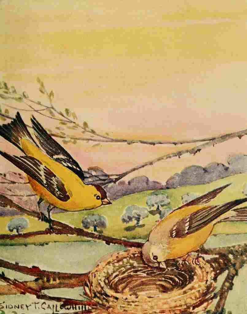 Callowhill ST 1867 1939 Chickadee dee 1916 Goldfinches A4 Photo Print