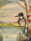 Callowhill ST 1867 1939 Chickadee dee 1916 Kingfisher A4 Photo Print