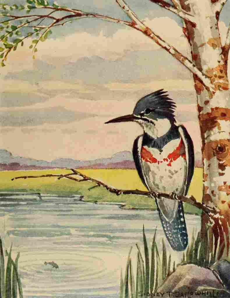 Callowhill ST 1867 1939 Chickadee dee 1916 Kingfisher A4 Photo Print