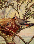 Callowhill ST 1867 1939 Chickadee dee 1916 Waxwing A4 Photo Print