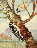 Callowhill ST 1867 1939 Chickadee dee 1916 Woodpecker A4 Photo Print