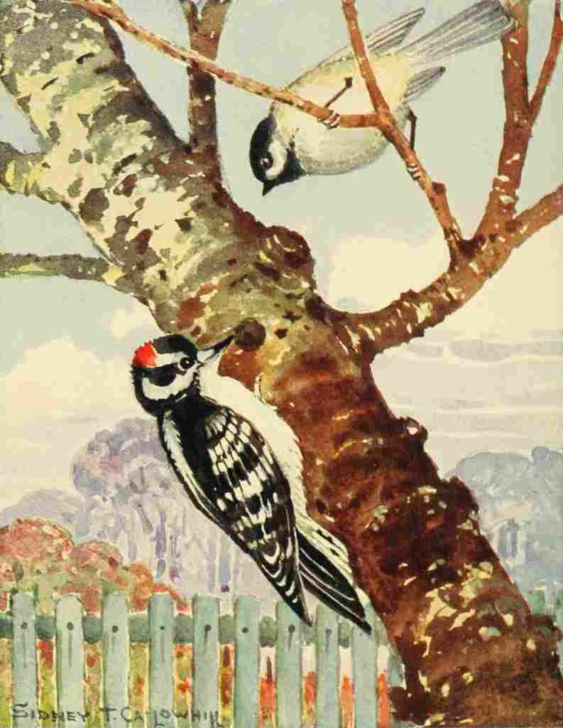 Callowhill ST 1867 1939 Chickadee dee 1916 Woodpecker A4 Photo Print