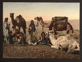 Camels halting in the desert Vintage A4 Photo Print