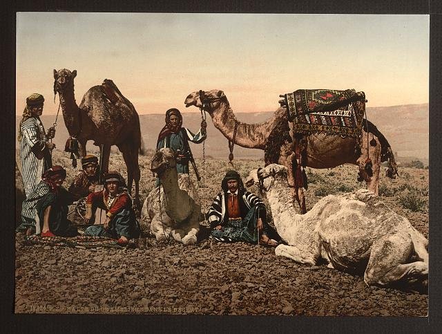 Camels halting in the desert Vintage A4 Photo Print