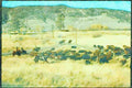 Canada 230024 Cowboys And Beef Cattle, Alberta A4 Limited Edition Watercolour Print