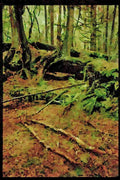 Canada National Park 344041 Rain Forest, Pacific Rim, British Columbia A4 Limited Edition Watercolour Print