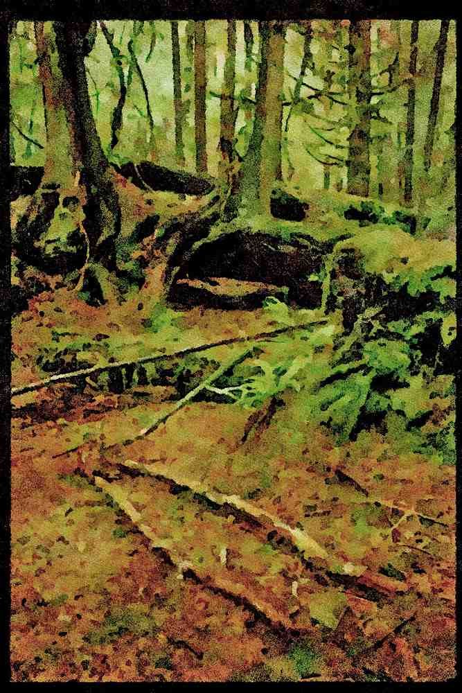 Canada National Park 344041 Rain Forest, Pacific Rim, British Columbia A4 Limited Edition Watercolour Print