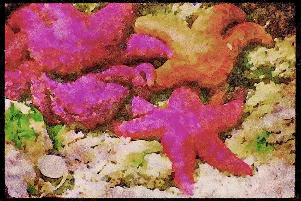 Canada National Park 344088 Sea Stars, Pacific Rim, British Columbia A4 Limited Edition Watercolour Print