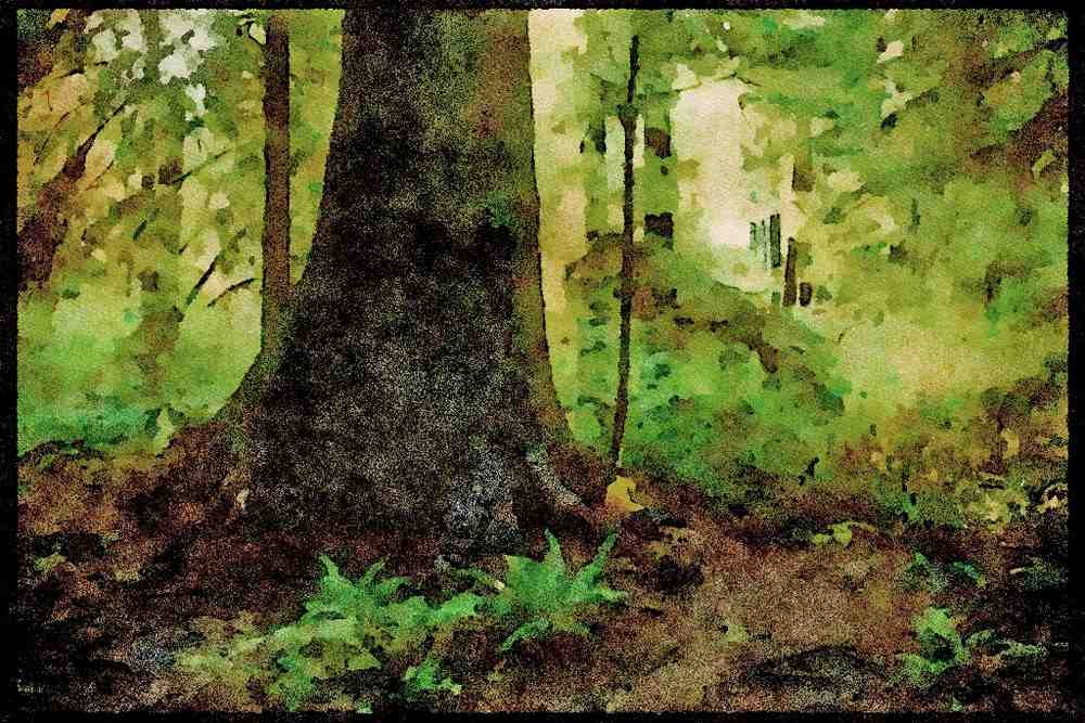 Canada National Park 344092 Giant Spruce, Queen Charlottes, British Columbia A4 Limited Edition Watercolour Print