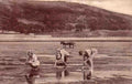 Carmarthenshire Ferryside Cockling 1930s Vintage A4 Photo Print