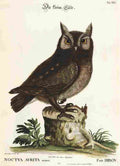 Catesby Mark 1683 1749 En Verzameling van Uitlandsche 1772 Little Owl A4 Photo Print