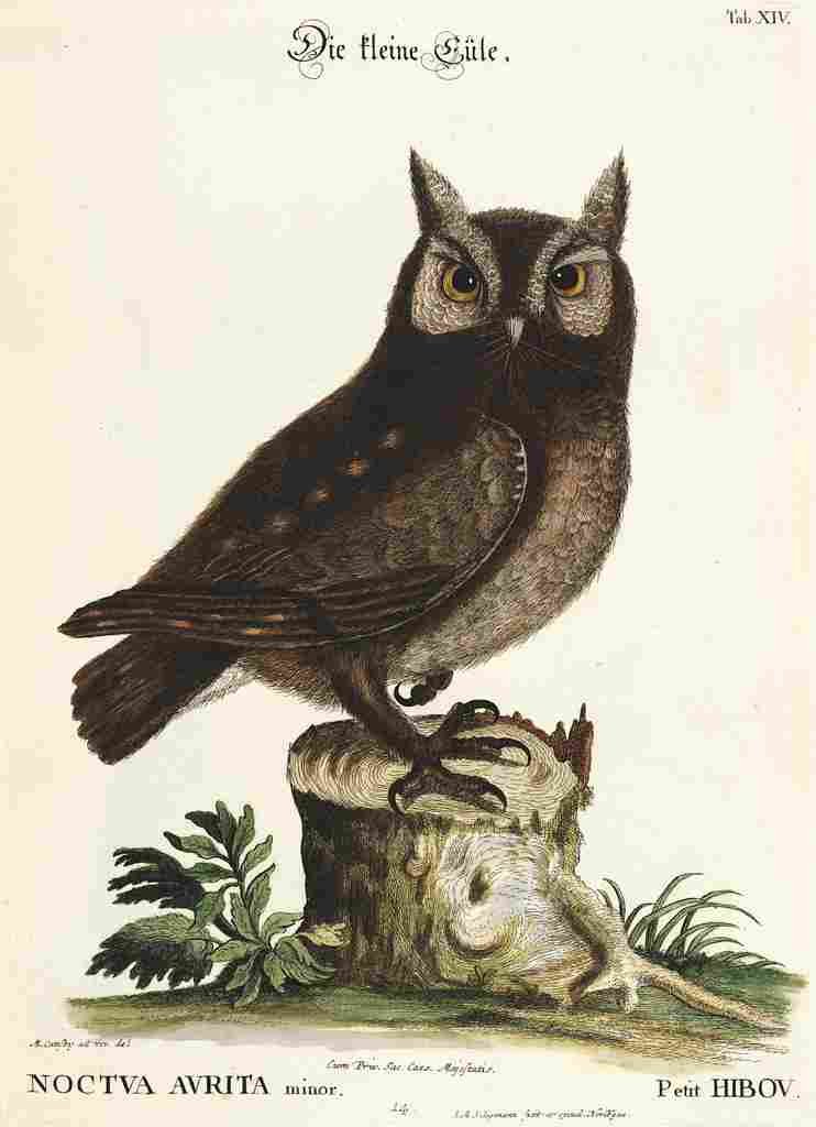 Catesby Mark 1683 1749 En Verzameling van Uitlandsche 1772 Little Owl A4 Photo Print