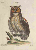 Catesby Mark 1683 1749 En Zeldzaame Vogelen 1772 American Owl A4 Photo Print