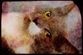 Cats Kittens 336005 Face It A4 Limited Edition Watercolour Print