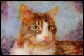 Cats Kittens 336007 Cuddles A4 Limited Edition Watercolour Print