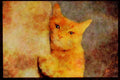 Cats Kittens 336008 Cat Nap A4 Limited Edition Watercolour Print