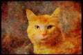 Cats Kittens 336009 Morris A4 Limited Edition Watercolour Print
