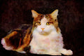 Cats Kittens 336019 Minou A4 Limited Edition Watercolour Print