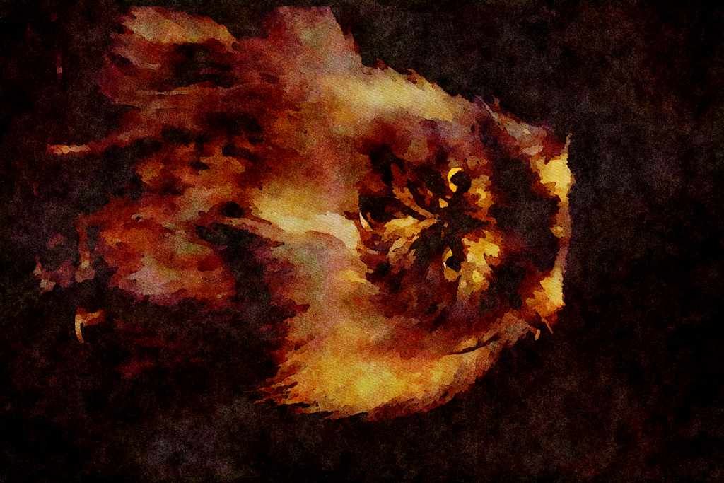 Cats Kittens 336023 Whoo A4 Limited Edition Watercolour Print