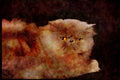 Cats Kittens 336025 Blue Persian A4 Limited Edition Watercolour Print