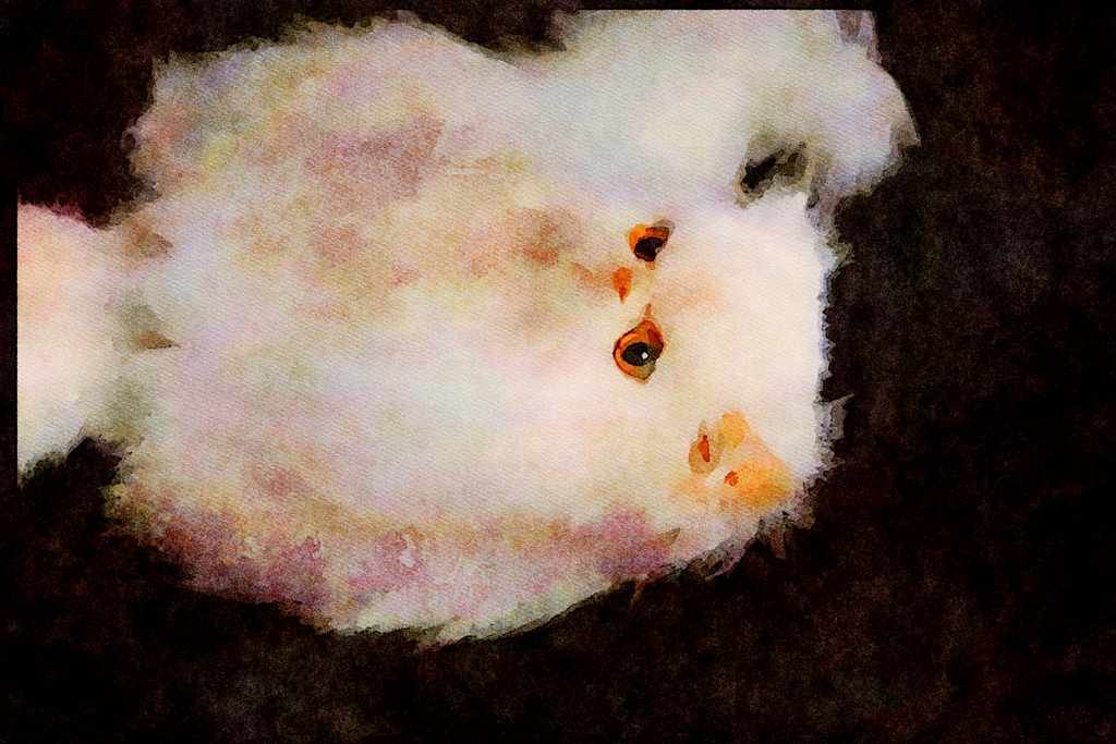 Cats Kittens 336026 Her Highness A4 Limited Edition Watercolour Print