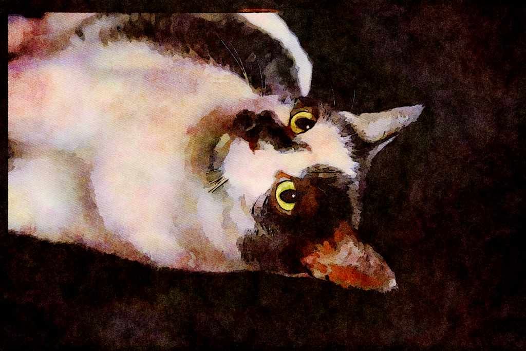 Cats Kittens 336028 Felix A4 Limited Edition Watercolour Print