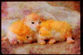 Cats Kittens 336031 Three Little Kittens A4 Limited Edition Watercolour Print