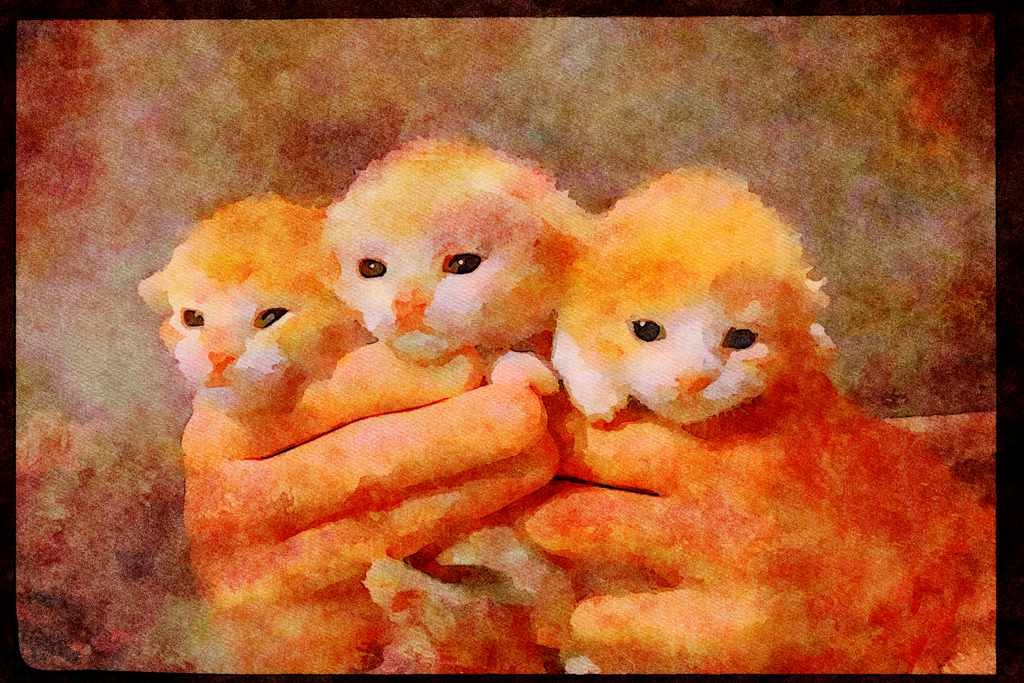 Cats Kittens 336032 Munchkins A4 Limited Edition Watercolour Print