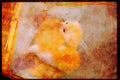 Cats Kittens 336035 Where's Mom_ A4 Limited Edition Watercolour Print