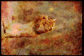 Cats Kittens 336036 Jumping Schmoo A4 Limited Edition Watercolour Print