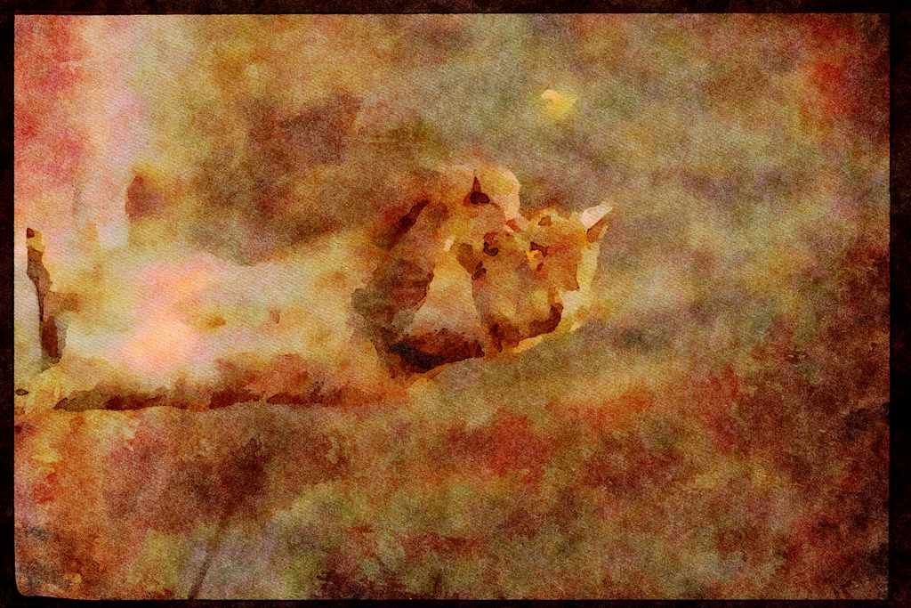 Cats Kittens 336036 Jumping Schmoo A4 Limited Edition Watercolour Print