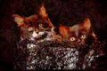 Cats Kittens 336039 Who Us_ A4 Limited Edition Watercolour Print