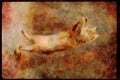 Cats Kittens 336040 Gotcha A4 Limited Edition Watercolour Print