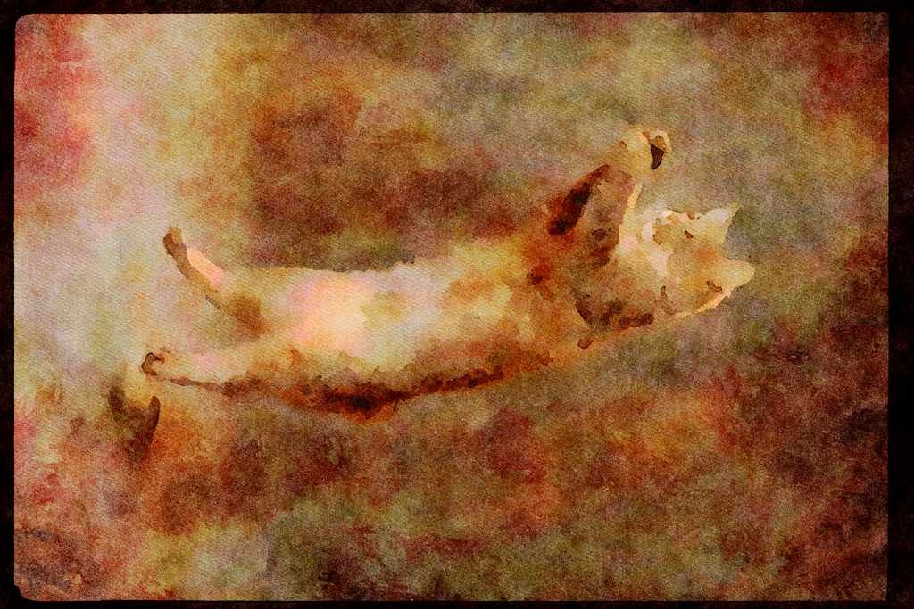 Cats Kittens 336040 Gotcha A4 Limited Edition Watercolour Print