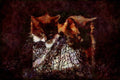 Cats Kittens 336042 Cathouse Blues A4 Limited Edition Watercolour Print