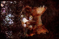 Cats Kittens 336043 Fisherman's Friend A4 Limited Edition Watercolour Print