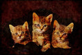 Cats Kittens 336044 Classic Kittens A4 Limited Edition Watercolour Print