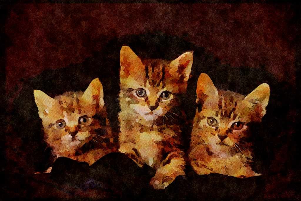Cats Kittens 336044 Classic Kittens A4 Limited Edition Watercolour Print