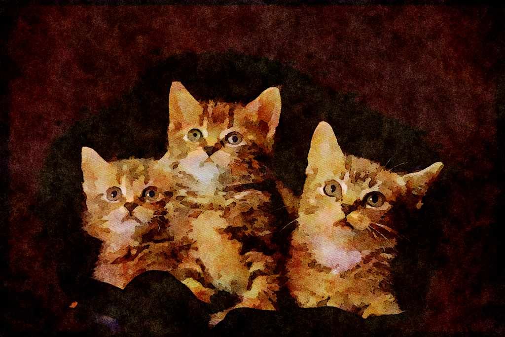 Cats Kittens 336045 Kit Kat Club A4 Limited Edition Watercolour Print