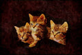 Cats Kittens 336046 Tiny Tabby Trio A4 Limited Edition Watercolour Print