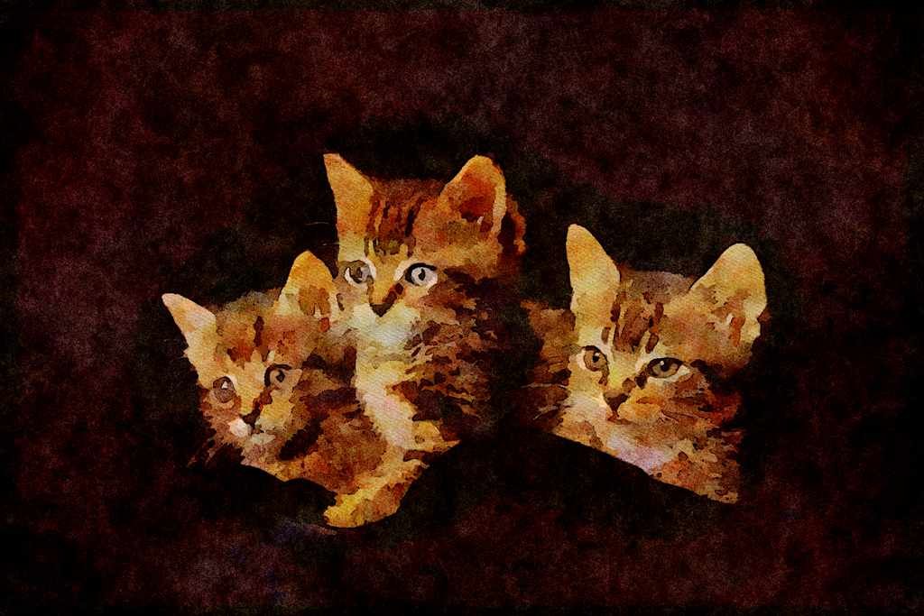 Cats Kittens 336046 Tiny Tabby Trio A4 Limited Edition Watercolour Print