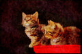 Cats Kittens 336048 Basket Case 2 A4 Limited Edition Watercolour Print