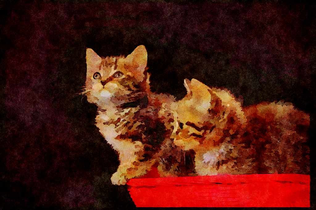 Cats Kittens 336048 Basket Case 2 A4 Limited Edition Watercolour Print