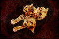 Cats Kittens 336049 Cats Galore A4 Limited Edition Watercolour Print