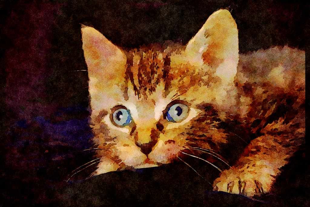 Cats Kittens 336050 Catatonic A4 Limited Edition Watercolour Print