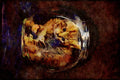 Cats Kittens 336051 Feelin' Fishy A4 Limited Edition Watercolour Print