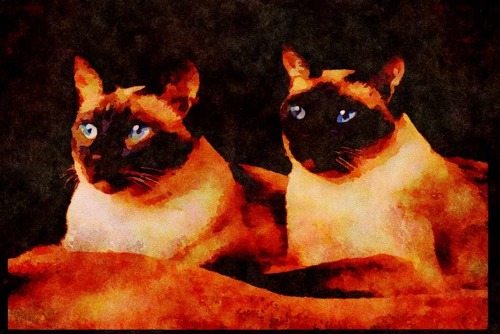 Cats Kittens 336052 Nova And Damien A4 Limited Edition Watercolour Print